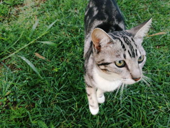 High angle view of cat on field