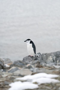 Close-up of bird on rock by water