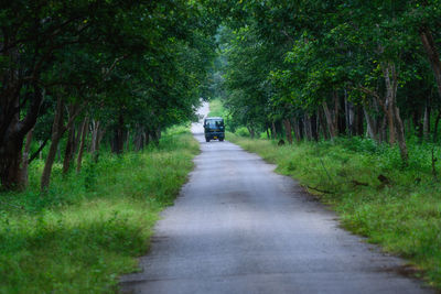 Road amidst trees in forest