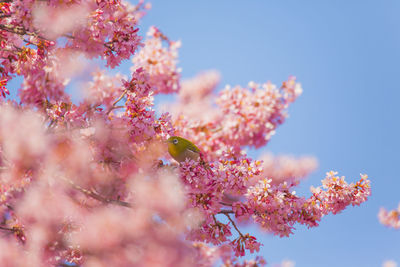 Cherry blossoms and japanese white-eye