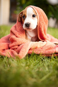 Close-up of dog lying on grass