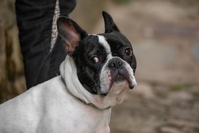 Portrait of dog standing outdoors