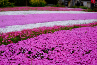 Moss phlox subulata growing in garden