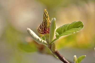 Close-up of plant