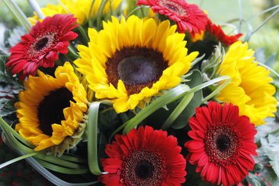 Close-up of sunflowers