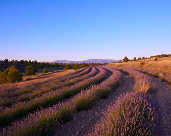 Scenic view of agricultural field against clear blue sky