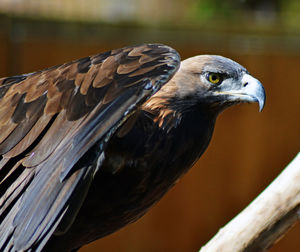 Close-up of bird perching outdoors