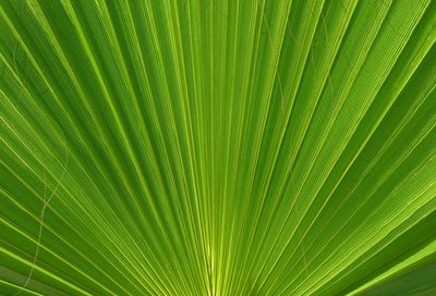 Full frame shot of green leaves