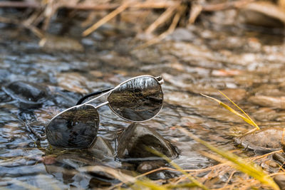 High angle view of birds in water