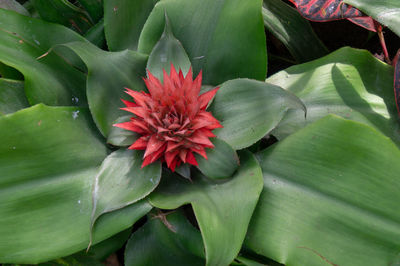 High angle view of red flowering plant