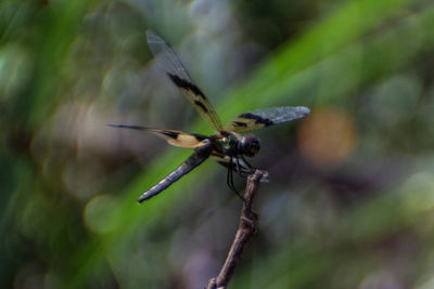 Close-up of dragonfly on plant