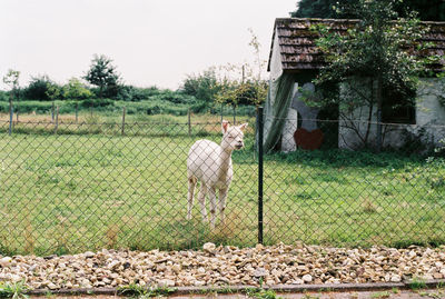 Giraffe in park against sky