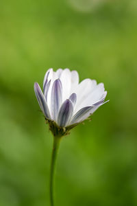 Close-up of white flower