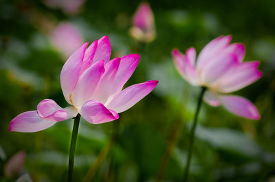 Close-up of pink flowers blooming outdoors