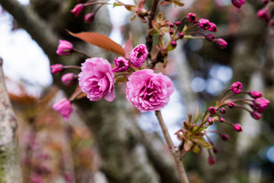 Close-up of pink cherry blossom