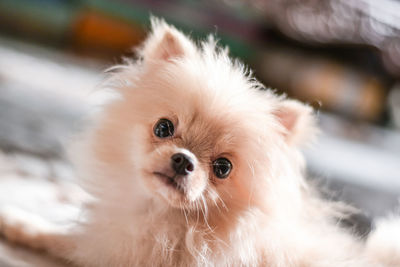Portrait of cute dog