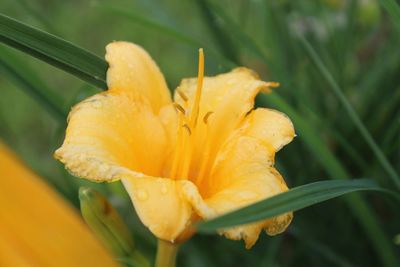 Close-up of orange flower