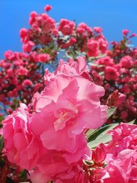 Close-up of pink cherry blossoms