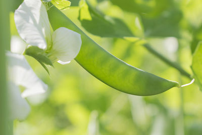 Close-up of flowering plant leaves