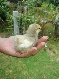 Close-up of hand holding squirrel on grass