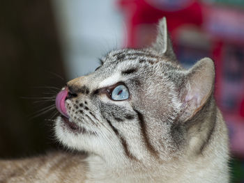 Close-up portrait of cat