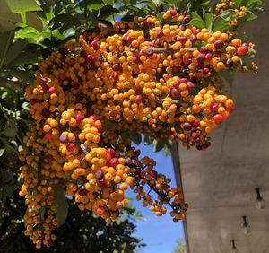 Low angle view of fruits on tree