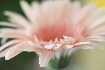 Close-up of pink flower