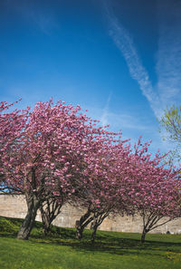 Pink cherry blossoms on field against blue sky