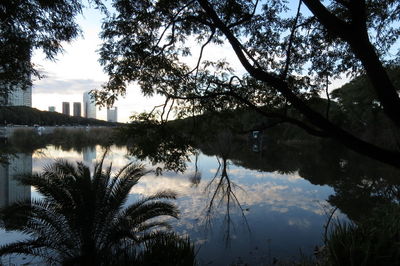 Reflection of trees in calm lake