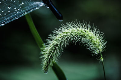 Close-up of spiked plant