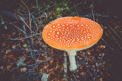 High angle view of fly agaric mushroom on field