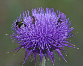 Close-up of thistle