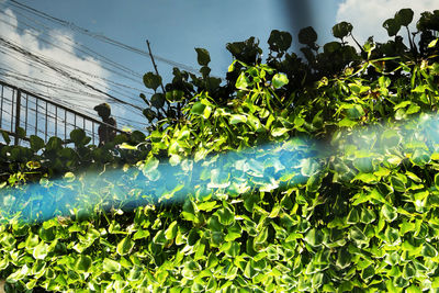 Low angle view of plants against sky