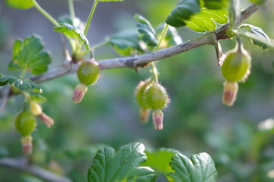 Close-up of berries growing on plant