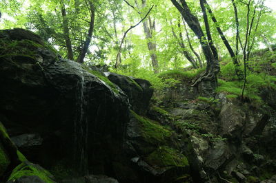 Moss growing on rocks in forest