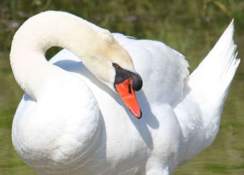 Close-up of swan in lake