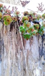 Plants growing on a tree