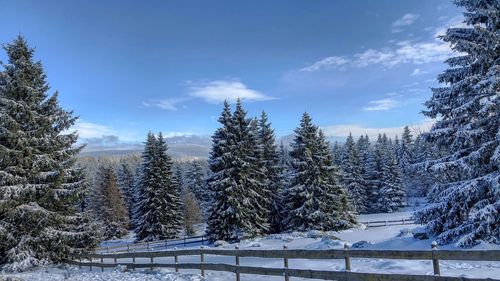 Trees on snow covered field against sky