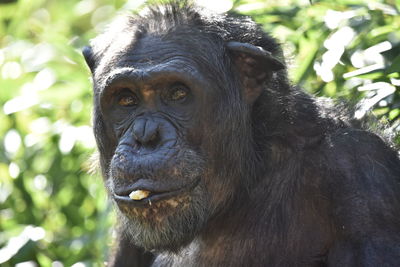 Close-up portrait of a monkey