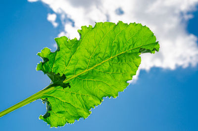 Close-up of green leave of sugar beet