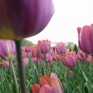 Close-up of pink tulips