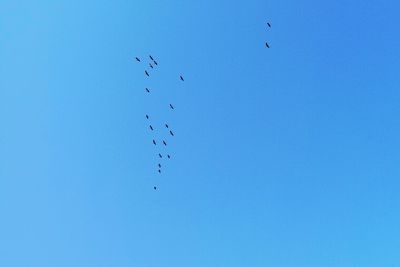 Low angle view of birds flying in sky