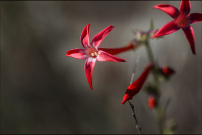 Close-up of red flowers blooming outdoors