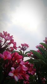 Low angle view of pink flowers blooming against sky