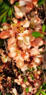 High angle view of flowering plant