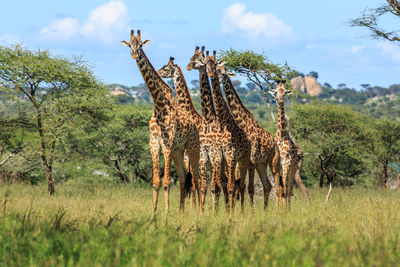 Giraffes standing on field in forest