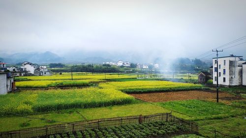Scenic view of agricultural field against sky