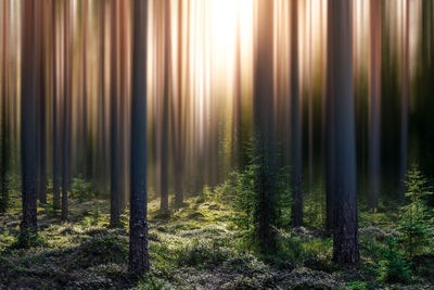 View of trees in forest