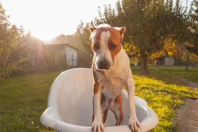 Dog in bathtub at back yard