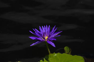 Close-up of water lily in pond